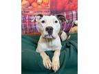 Adopt Pablo a Boxer / Mixed dog in LAFAYETTE, LA (39007411)