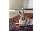 Adopt Hudson a Harlequin / Mixed rabbit in Vancouver, BC (39044747)