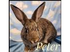 Adopt Peter (bonded To Cottontail) a Dwarf / Mixed rabbit in Kelowna