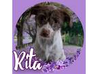 Adopt Rita a White - with Brown or Chocolate Terrier (Unknown Type