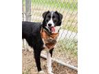 Adopt Callie a Border Collie / Mixed dog in Lancaster, OH (39013012)