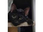 Adopt Clawdette a Calico or Dilute Calico American Shorthair (short coat) cat in