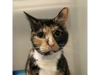 Adopt Maya a Domestic Shorthair / Mixed cat in Salisbury, MD (39001076)