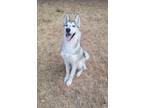 Adopt Jasper a Husky / Mixed dog in Tool, TX (39061681)
