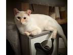 Adopt Totu Lotz a Cream or Ivory (Mostly) Siamese / Mixed (short coat) cat in