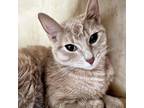 Adopt Mock-up a Tan or Fawn Tabby Domestic Shorthair / Mixed cat in Mission