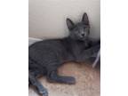 Adopt Nigel Kabir a Gray or Blue Domestic Shorthair / Mixed (short coat) cat in