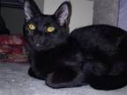 Adopt Pippin Kabir a All Black Domestic Shorthair / Mixed (short coat) cat in