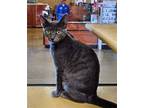 Adopt Matilda Kabir a Gray or Blue Domestic Shorthair / Mixed (short coat) cat