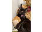 Adopt Arlo a All Black Domestic Shorthair / Domestic Shorthair / Mixed cat in