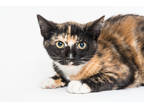 Adopt Elphaba a Orange or Red Domestic Shorthair / Domestic Shorthair / Mixed