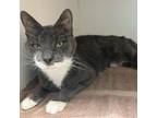 Adopt Mister a Gray or Blue Domestic Shorthair / Mixed cat in Philadelphia