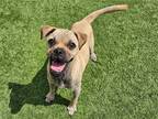Adopt PINTO a Pug / Mixed dog in Tustin, CA (39072190)