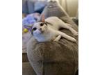Adopt Shirley a White (Mostly) Domestic Shorthair / Mixed (short coat) cat in