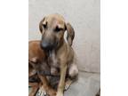 Adopt Marcia a Tan/Yellow/Fawn Hound (Unknown Type) / Whippet / Mixed dog in