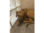 Adopt Jan a Tan/Yellow/Fawn Hound (Unknown Type) / Whippet / Mixed dog in Lihue