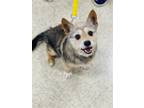 Adopt Rocco a Wirehaired Fox Terrier / Terrier (Unknown Type