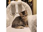 Adopt Sesame a Abyssinian / Mixed (short coat) cat in San Jacinto, CA (39072039)