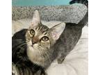 Adopt Chalupi a Domestic Shorthair / Mixed cat in Fresno, CA (39072019)