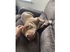 Adopt Brooklyn a Brown/Chocolate - with White American Pit Bull Terrier /