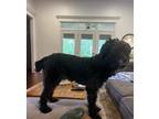 Adopt oliver a Black Aussiedoodle / Mixed dog in Killen, AL (39072016)