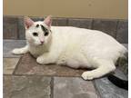 Adopt Niko a White Turkish Van (short coat) cat in Sherman Oaks, CA (39072012)