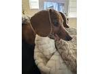 Adopt Annie - Temecula a Red/Golden/Orange/Chestnut Dachshund / Mixed dog in Los