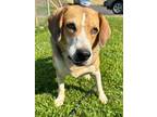 Adopt Minerva a Tan/Yellow/Fawn - with White Hound (Unknown Type) / Hound