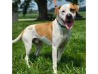 Adopt Odie a Tan/Yellow/Fawn Mixed Breed (Large) / Mixed dog in St.Jacob