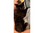 Adopt Saquan (23-603) a All Black Domestic Mediumhair / Mixed cat in York