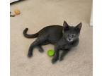 Adopt julian a Gray or Blue Domestic Shorthair / Mixed (short coat) cat in