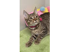 Adopt Rain a Gray or Blue Domestic Shorthair / Domestic Shorthair / Mixed cat in