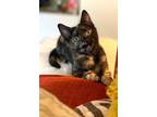 Adopt Poppy a Tortoiseshell Domestic Mediumhair / Mixed cat in Wyandotte