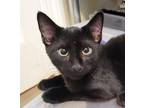 Adopt Flynn a All Black Domestic Shorthair (short coat) cat in Sykesville