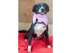 Adopt Layka a Black - with White Labrador Retriever / Border Collie / Mixed dog