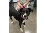 Adopt Layka a Labrador Retriever / Border Collie / Mixed dog in Portland