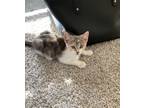 Adopt Tia 10 wks old a Gray, Blue or Silver Tabby Calico / Mixed (long coat) cat