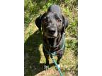 Adopt Tanner a Black Mixed Breed (Medium) / Mixed dog in Hamilton, OH (38970362)