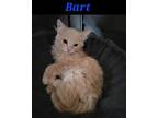 Adopt Bart a Orange or Red (Mostly) Domestic Mediumhair / Mixed (medium coat)