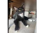 Adopt BUTTONS - Playful and Snuggly a Black & White or Tuxedo Domestic Shorthair