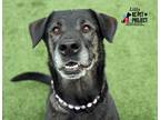 Adopt Lilly a Black Labrador Retriever / Shepherd (Unknown Type) / Mixed dog in
