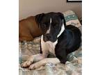 Adopt Hades a Black American Pit Bull Terrier / Mixed dog in Kansas City