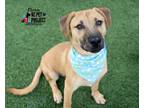 Adopt Flynn a Brown/Chocolate Mixed Breed (Large) / Mixed dog in Kansas City