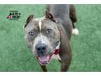 Adopt George a Gray/Blue/Silver/Salt & Pepper American Pit Bull Terrier / Mixed