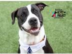 Adopt Elliot a Black American Pit Bull Terrier / Mixed dog in Kansas City