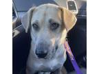 Adopt Ohtani a Tan/Yellow/Fawn Mixed Breed (Large) / Mixed dog in Kansas City