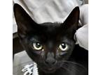 Adopt Jakku a All Black Domestic Shorthair / Domestic Shorthair / Mixed cat in