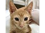 Adopt Wobani a Orange or Red Domestic Shorthair / Domestic Shorthair / Mixed cat