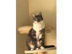 Adopt Doodle a Gray, Blue or Silver Tabby Domestic Shorthair / Mixed (short