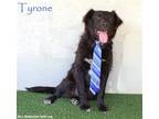 Adopt Tyrone a Black - with White Flat-Coated Retriever / Mixed dog in San